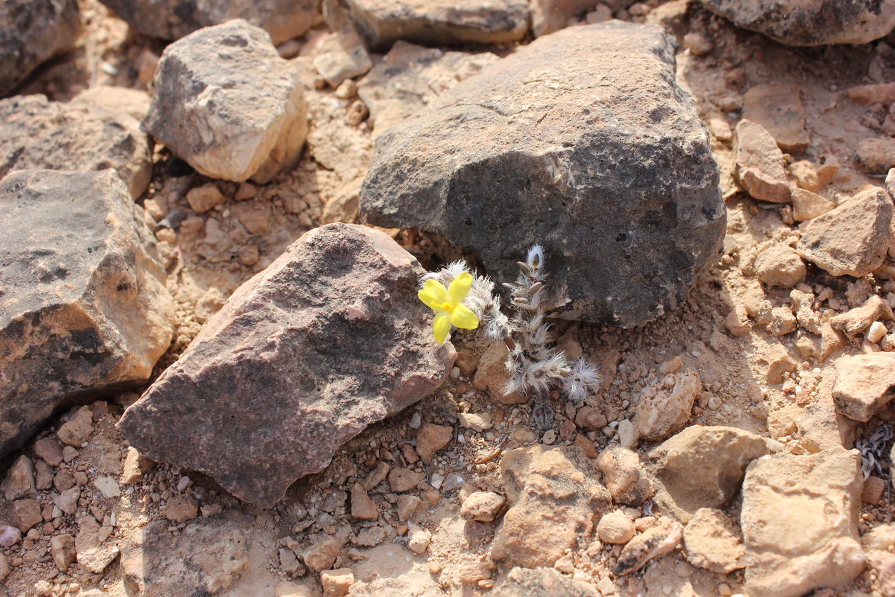 Plant Image